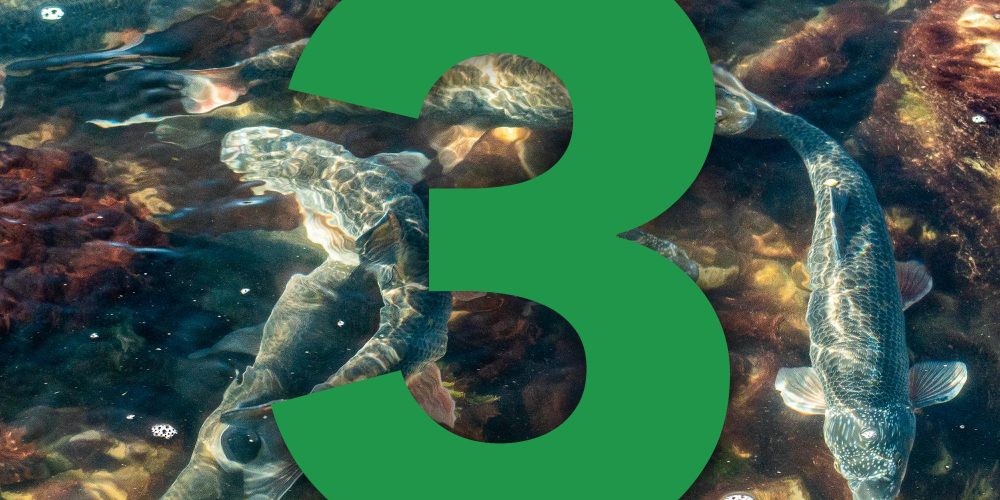 3 DNI DO GLAVNE OBRAVNAVE SODIŠČA V ZADEVI HE MOKRICE