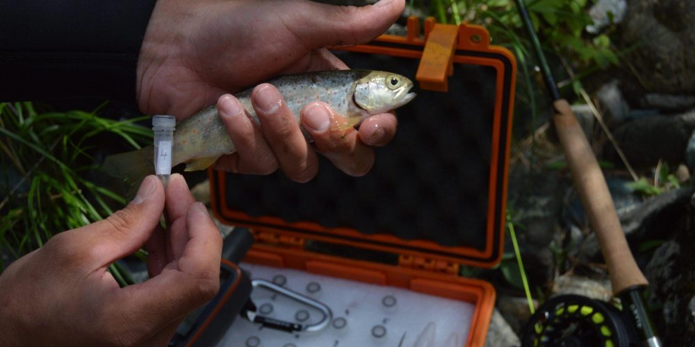 FISH SAMPLES FROM OUR 2015 TRIP TO VJOSA PUBLISHED IN SCIENTIFIC JOURNAL